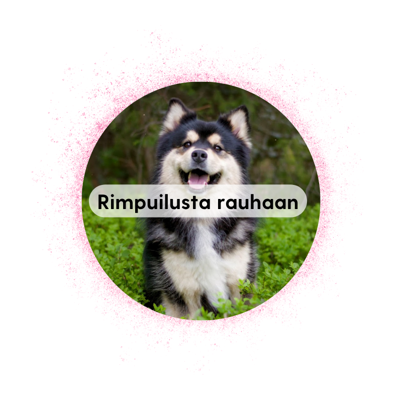 Rimpuilusta rauhaan -käsittelytreenit, Muurame, ke 21.10 klo 19