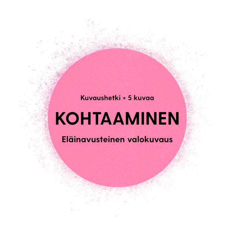 KOHTAAMINEN - Eläinavusteinen valokuvaus Jyväskylässä