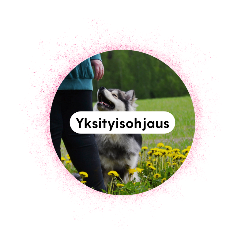 Koirien yksityiskoulutus (Etä/lähi)