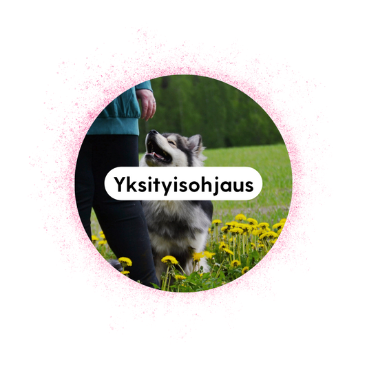 Koirien yksityiskoulutus (Etä/lähi)