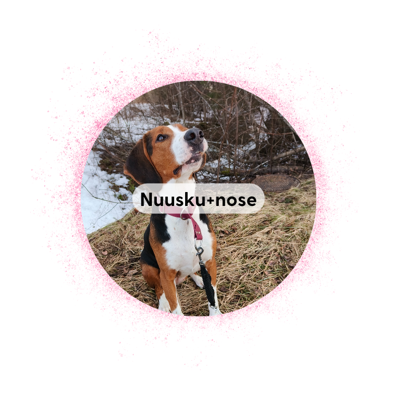 Äänekoski 1.10 klo 16: Nuuskuryhmä + nosework
