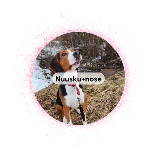 Äänekoski 1.10 klo 16: Nuuskuryhmä + nosework