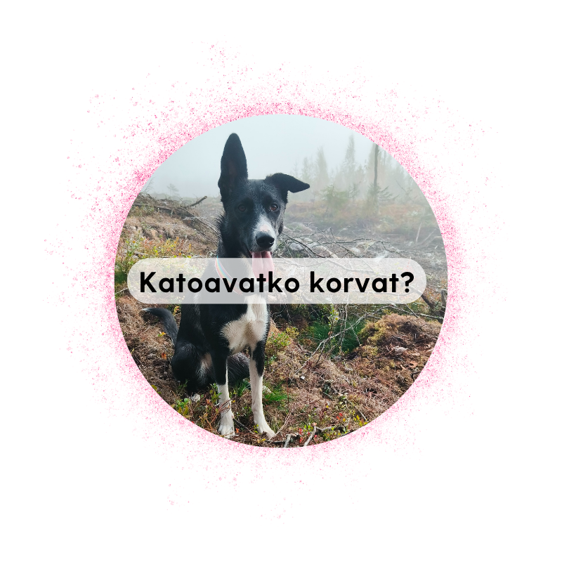 Jyväskylä 22.8. klo 15: Katoavatko korvat? - luoksetulo ja hallinta