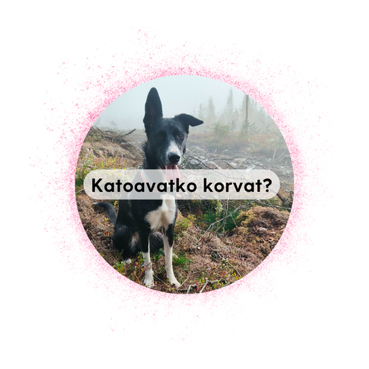Jyväskylä 22.8. klo 15: Katoavatko korvat? - luoksetulo ja hallinta