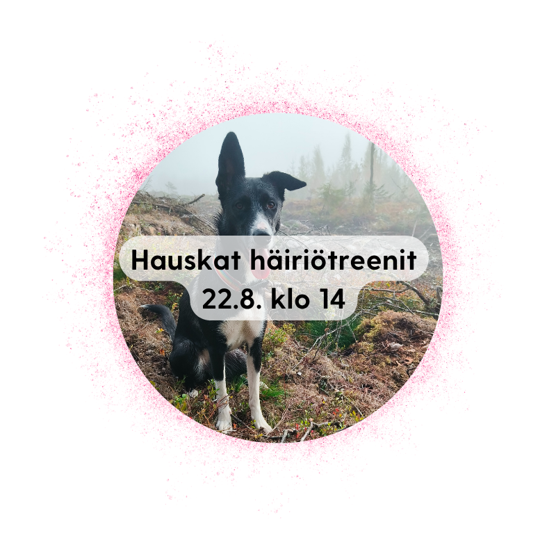 Jyväskylä 22.8. klo 14: Hauskat häiriötreenit